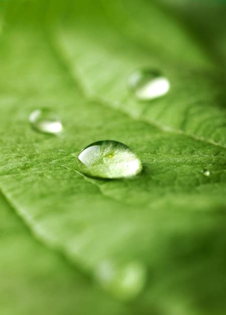 Gotas De Gua Em Uma Folha Foto Premium