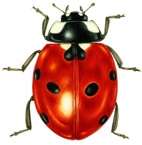 Natural Science Illustration: Beetles - Lizzie Harper