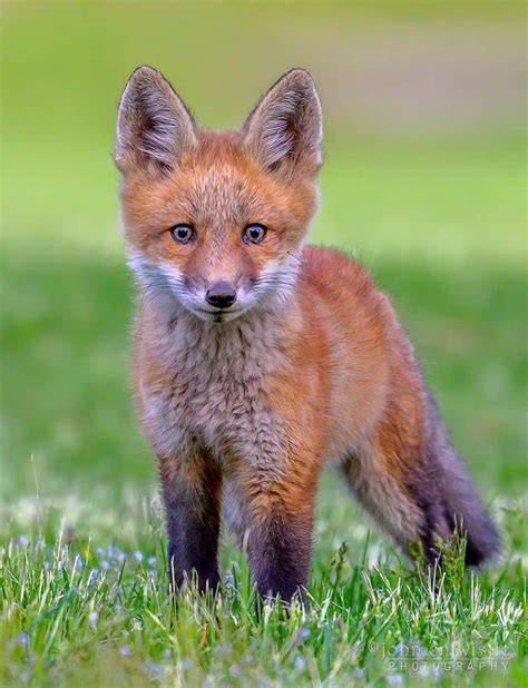 Curious Fox in the Grass