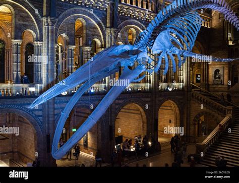 Blue Whale Skeleton Natural History Museum