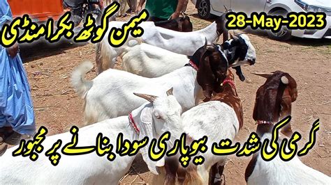 Beopari Aj Soda Bananay Pe Majboor Memon Goth Bakra Mandi Latest