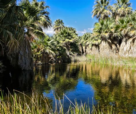 Explore an Oasis in a Desert in Palm Springs - BoomerVoice