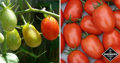 Preserving Roma Tomatoes: Canning and Freezing - Gardening Channel