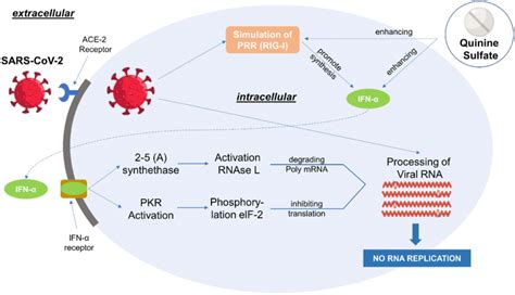 Mechanism Of Quinine Sulfate As An Antiviral Agent Reproduced From