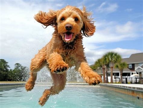 Dog Pool Stock Photos Images And Backgrounds For Free Download