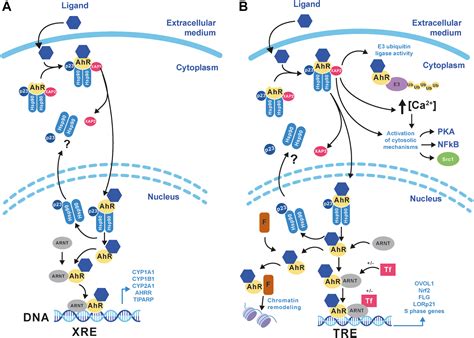 Tapinarof Validates The Aryl Hydrocarbon Receptor As A Therapeutic