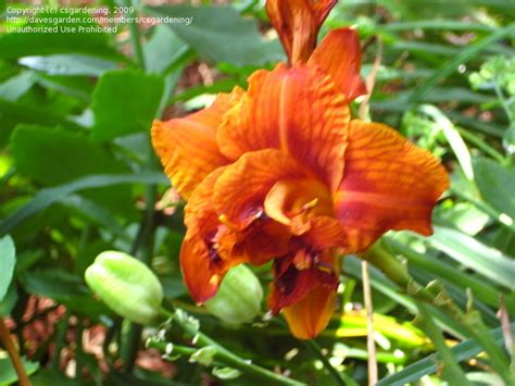 Plantfiles Pictures Daylily Double Bourbon Hemerocallis By Mainer