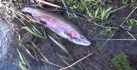 Wild Steelheaders United Hd Youtube