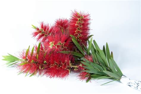 Isolated Bouquet Of Red Bottlebrush Flowers Stock Image Image Of