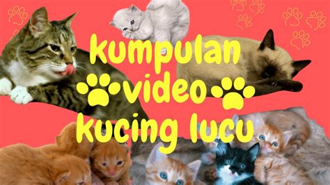 KUMPULAN VIDEO KUCING LUCU DAN MENGGEMASKAN YouTube