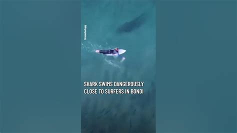 Two Massive Sharks Spotted Swimming Extremely Close To Surfers In Bondi 10 News First Youtube