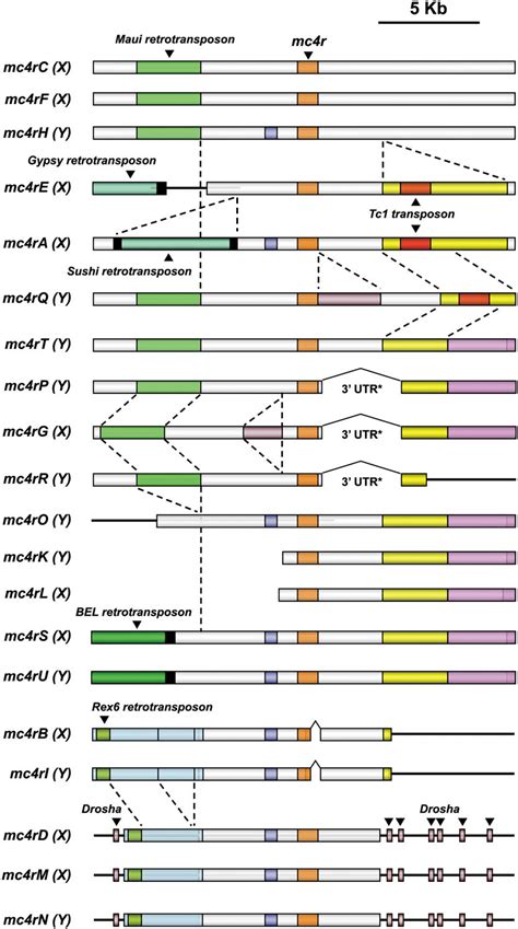 Comparative Structure Analysis Of Mc4r Containing Regions Reveals Large Download Scientific