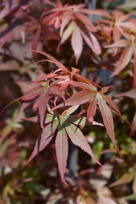 A Guide To Different Japanese Maple Types Gardener’s Path