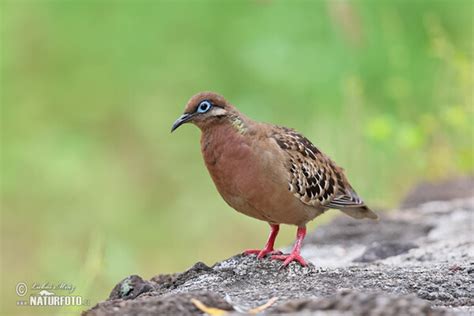 Galapagos Dove Photos Galapagos Dove Images Nature Wildlife Pictures