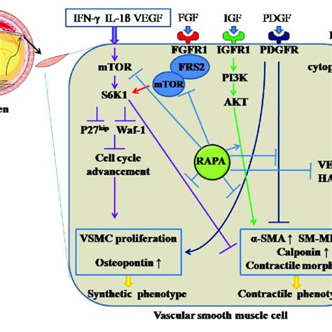 Rapamycin Inhibits The De Differentiation Of Vascular Smooth Muscle Download Scientific