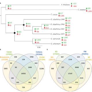 Phylogenetic Tree And The Numbers Protein Families A The