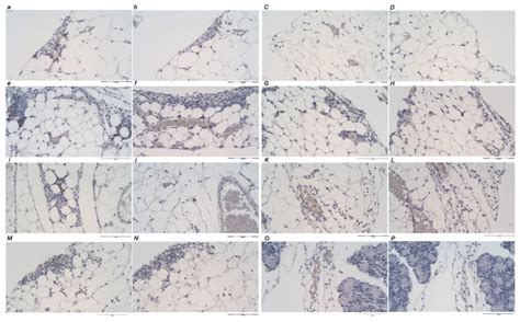 Anti Cd Monoclonal Mouse Anti Human Antibody Agilent Technologies