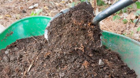 Using Peat Moss For Overseeding A Lawn Pros And Cons Pepper S Home