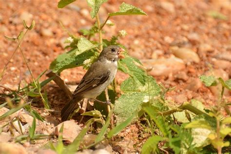 Foto golinho Sporophila albogularis Por Flávio Kulaif Ubaid Wiki