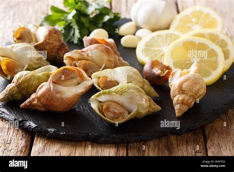 Raw Seafood Shellfish Whelk Sea Snails Bulot For Cooking Close Up And