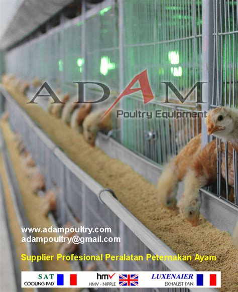 Kandang Doc Anak Ayam Kandang Pullet Kandang Batre Puyuh Adam Poultry