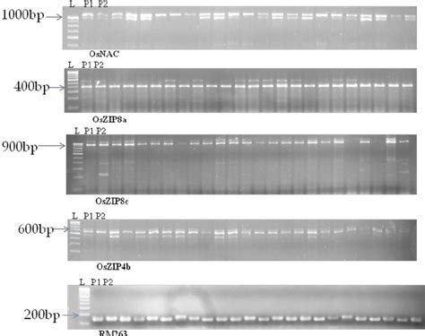 Polymorphic Candidate Gene And Ssr Markers Download Scientific Diagram