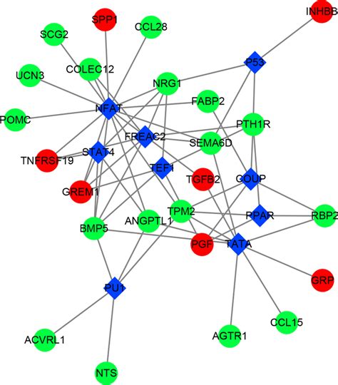 Tf Irg Regulatory Network In Crc The Circle Represents Irg Red Is