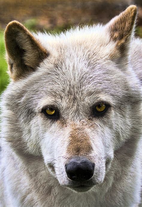 Alpha Male Wolf Photograph by Marcia Colelli