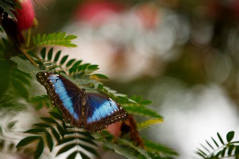 Fondos de pantalla hojas Animales naturaleza fotografía rama