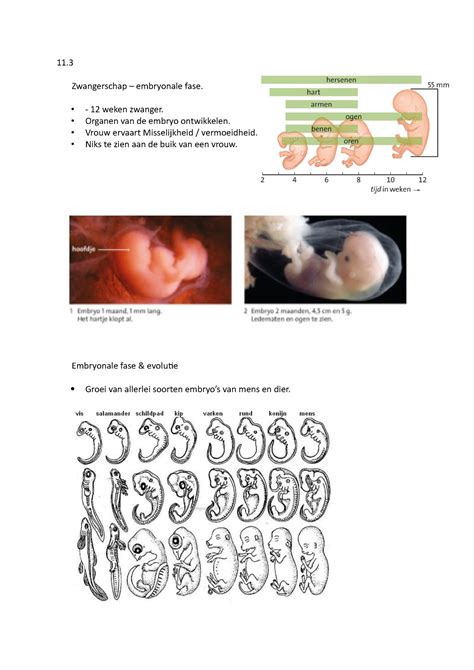 Bio Samenvatting 11 Zwangerschap Embryonale Fase 12 Weken Zwanger