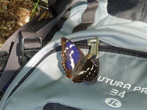 Purple Emperor Gro Er Schillerfalter Project Noah