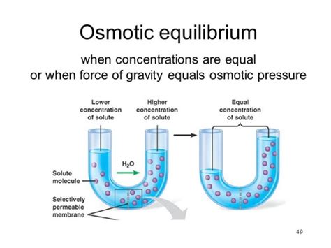 Chapter 5 Membrane Dynamics Flashcards Quizlet