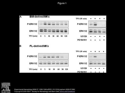 Critical Role For Erk1 2 In Bone Marrow And Fetal Liver Derived Primary Megakaryocyte