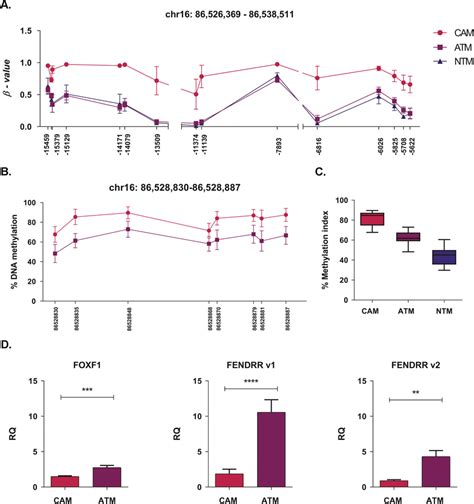 Dna Methylation Pattern In The Genomic Region Associated With