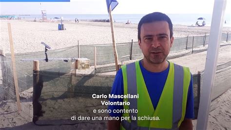 Primo Nido Di Tartaruga Caretta Caretta In Emilia Romagna Il Video