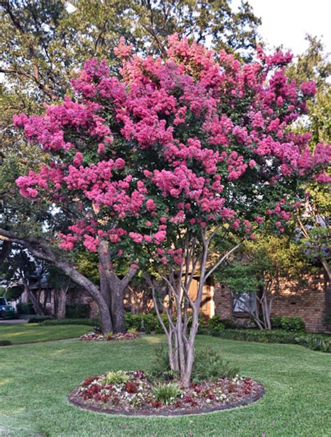 Beautiful Flowering Crepe Myrtle Trees Myrtle Tree Crepe Myrtle