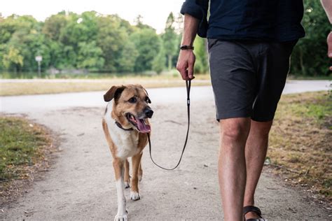 Entspannt An Der Leine Hundeshop Vogt