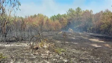 Images De Lincendie Dans La Forêt De Brocéliande