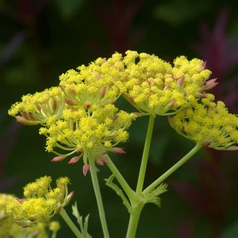 Patrinia Scabiosaefolia Interstellar Blends Activate Your Super Powers