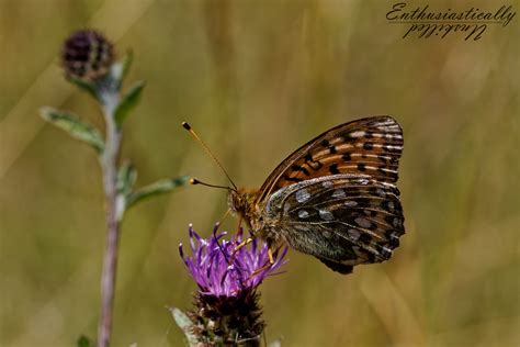 Speyeria Aglaja Dark Green Fritillary Bloody Oaks NNR R Flickr