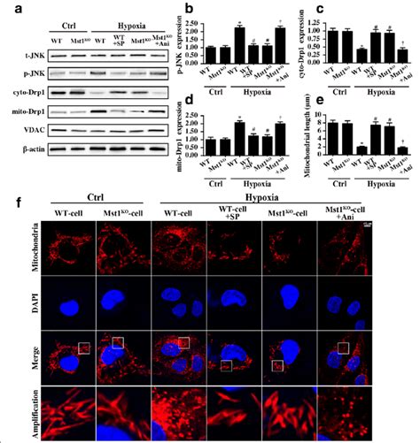 Mst1 Regulated Mitochondrial Fission Via The Jnk Drp1 Pathway A D