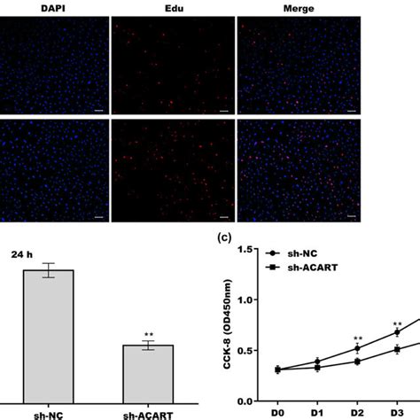 Acart Depletion Inhibited Preadipocyte Proliferation A And B After