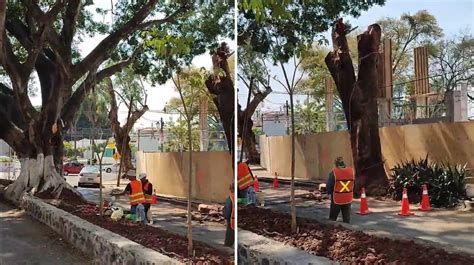 Video Realizan Tala De árboles A Plena Luz Del Día En Calles De Cuernavaca Noticias Diario