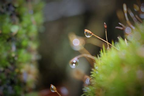 Kostenlose Foto Natur Wasser Blatt Gr N Vegetation Nat Rlichen