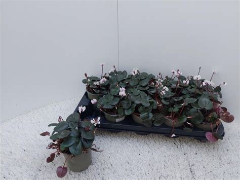 Cyclamen Coum Cyberia White Plant Wholesale FlorAccess