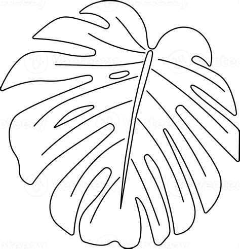 Monstera Leaf Outline Png