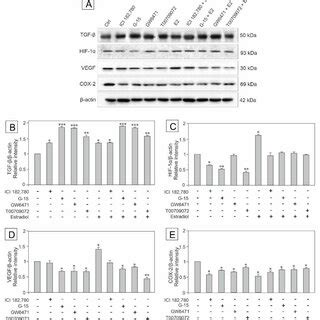 The Effect Of Gper Agonist Ici Gper Antagonist G Ppar