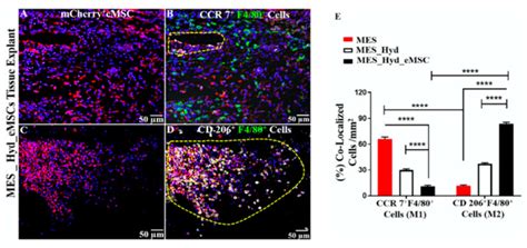 Immunobiology And Application Of Aloe Vera Based Scaffolds In Tissue