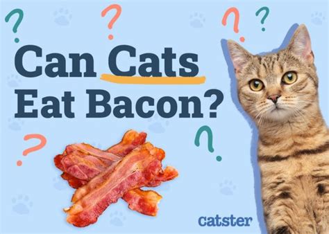 Can Cats Eat Bacon Vet Reviewed Facts And Faq Catster