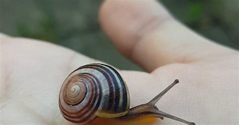 Snail Album On Imgur